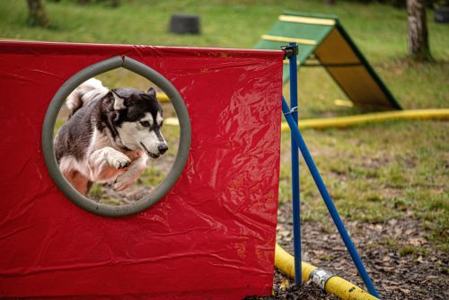 Hund "Floh" beim Longieren